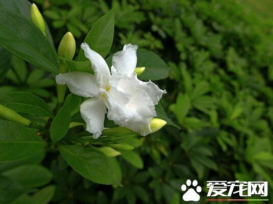 栀子花什么时候开花几点开花（栀子花几月开花）(3)