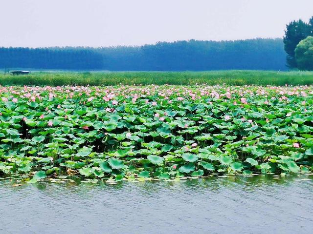 微山湖免费旅游攻略（一起打卡5A景区微山湖）(3)