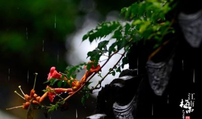 ​江南进入梅雨期,江南的梅雨季节是什么时候