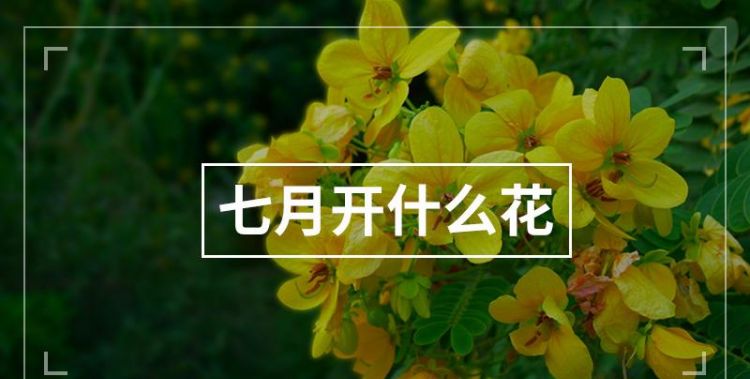 七月开什么花