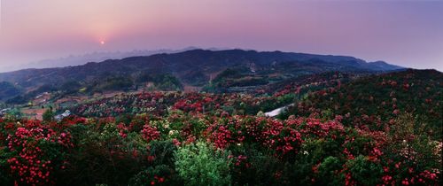 2、百里杜鹃景区：