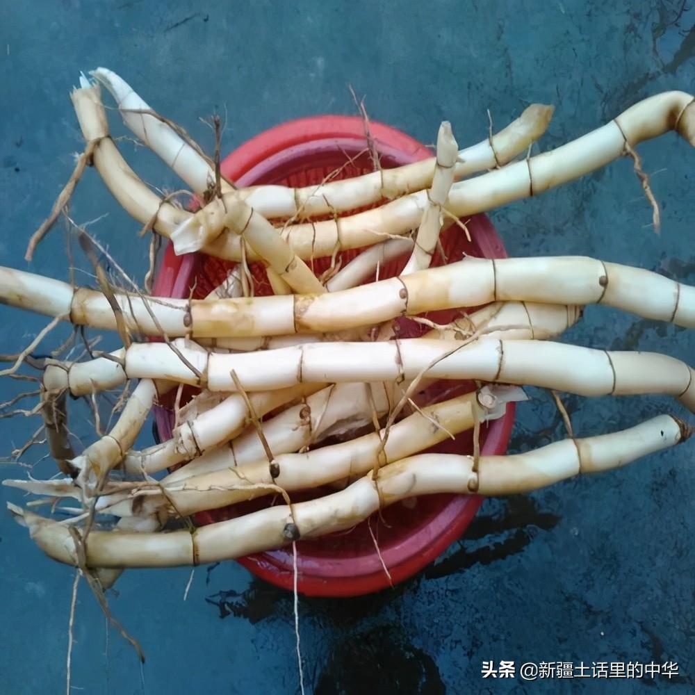 芦芽是什么(芦芽指的是什么)