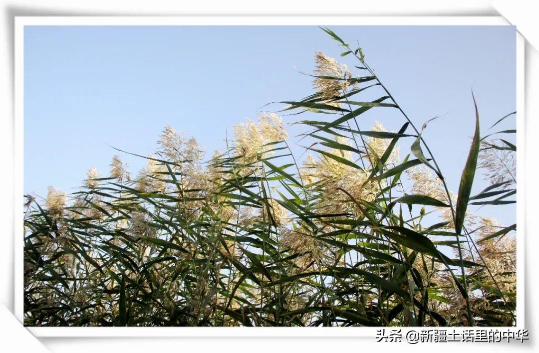 芦芽是什么(芦芽指的是什么)