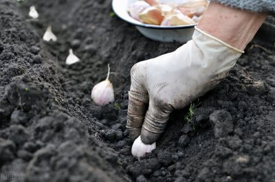 ​什么时候种蒜最佳时间（大蒜种植掌握合适的方法）