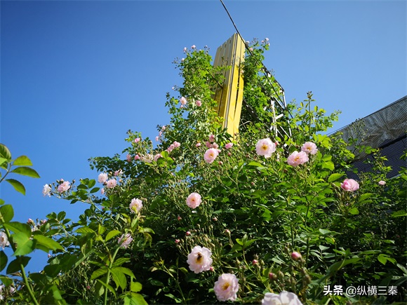 实拍西安城南最大的花卉市场，花卉超便宜，就是路程有点远