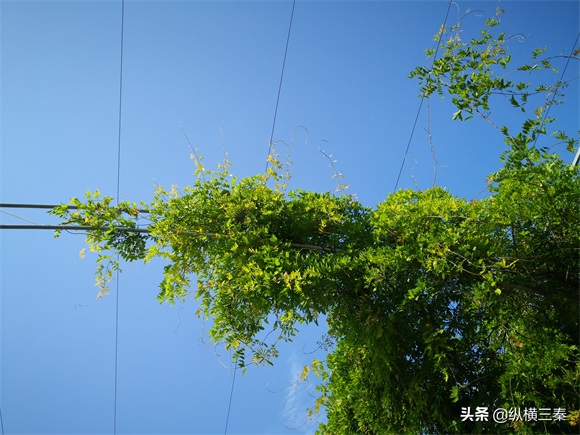 实拍西安城南最大的花卉市场，花卉超便宜，就是路程有点远