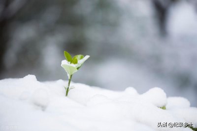 ​今天农历十一月初一，老话说:不怕冬月初三雨，就怕大寒一日晴？