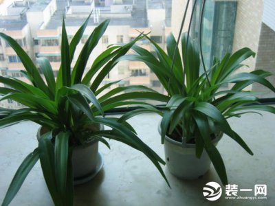 ​什么植物去除甲醛最有效（什么植物去除甲醛最有效的方法）