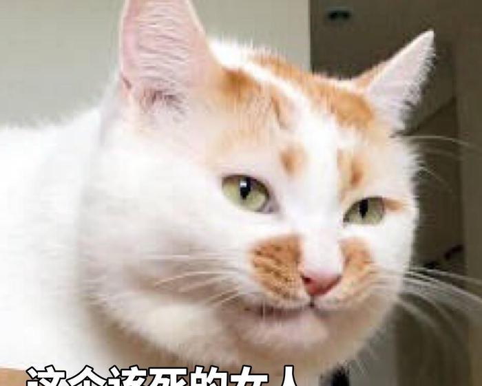 网红猫楼楼逝世的背后，你不得不知道的养猫常识