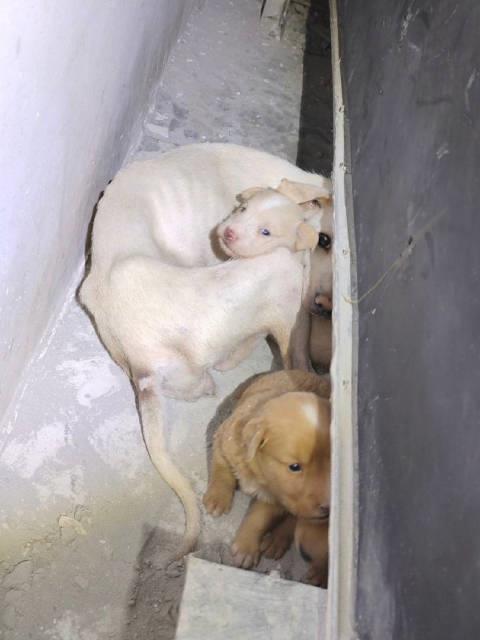 狗妈受困瘦骨嶙峋5个崽却胖乎乎 拍摄者:感受到了母爱伟大