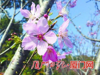 ​福建海沧大屏山公园: 樱花盛开 花海引来客