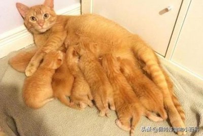 ​骑士查理王小猎犬挑选？骑士查理王小猎犬优缺点