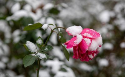 ​农历10月25是雪婆酿雪日，雪婆是谁？这一天还有哪些讲究？